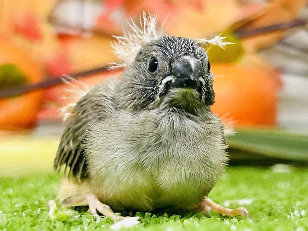 実は密かな人気者？？　キンカチョウ