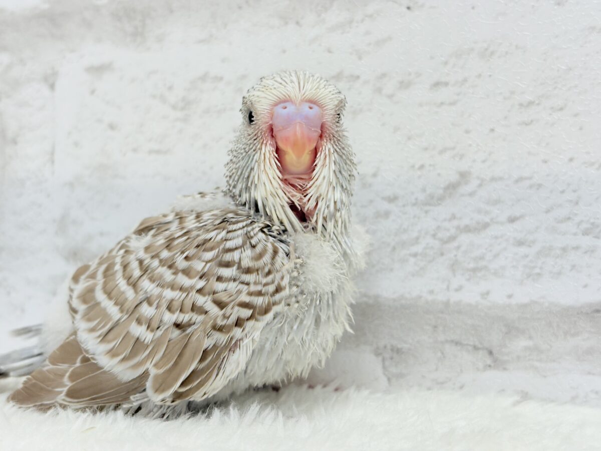 ジャンボセキセイインコ