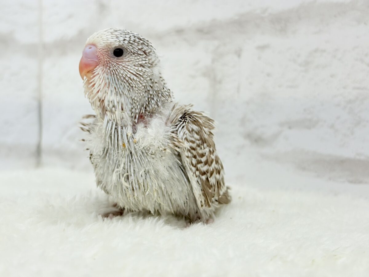 ジャンボセキセイインコ