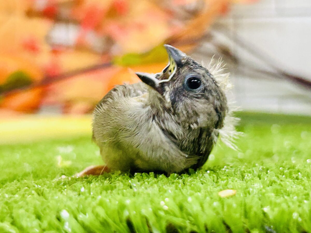 錦花鳥（キンカチョウ）
