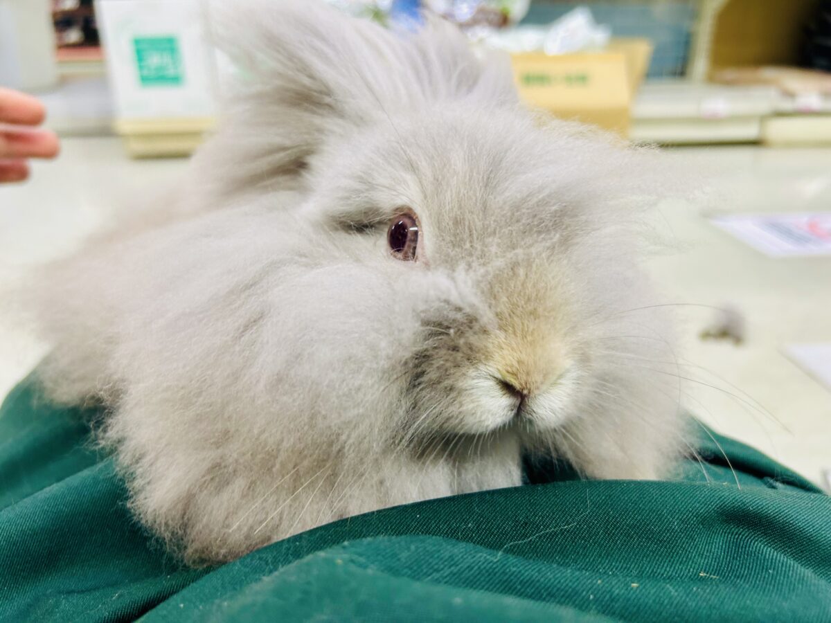 【最新画像更新☆☆】もっしゃもしゃのふっわふわ☁　アンゴラウサギ