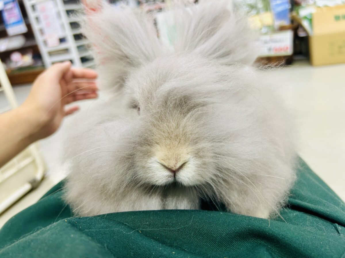 アンゴララビット