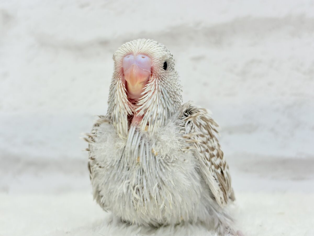 ジャンボセキセイインコ