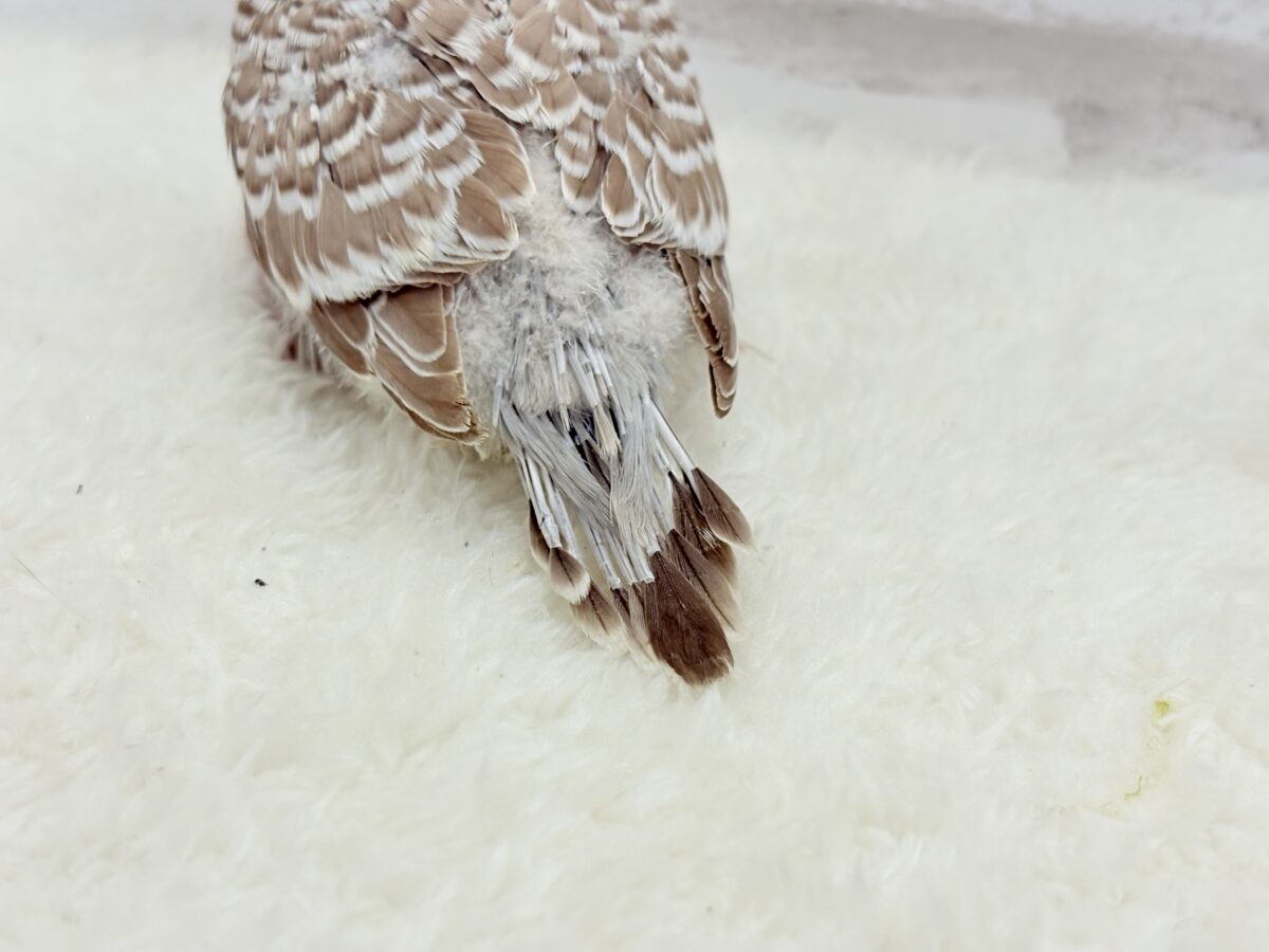 ジャンボセキセイインコ