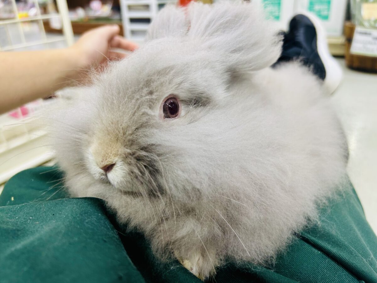 アンゴララビット