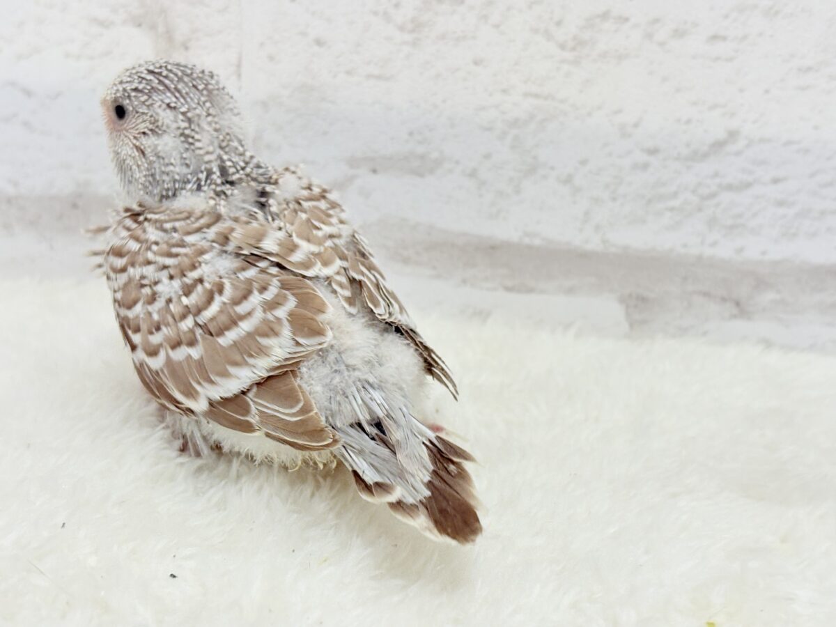 ジャンボセキセイインコ