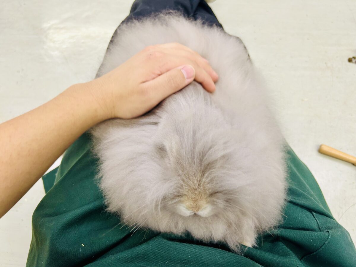 アンゴララビット