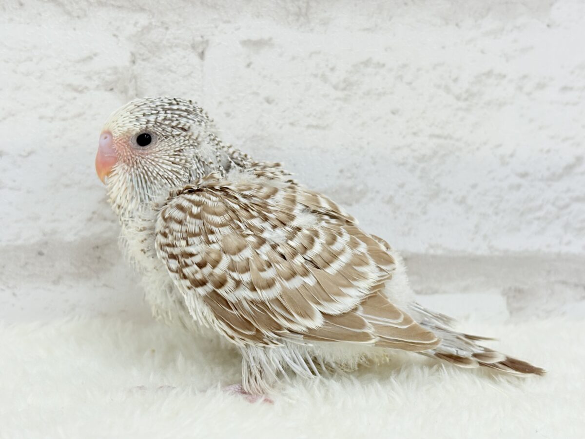 ジャンボセキセイインコ