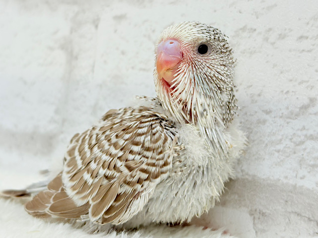 久々！どすこいっ🐣★ジャンボセキセイインコ(シナモンオパーリン) ヒナ