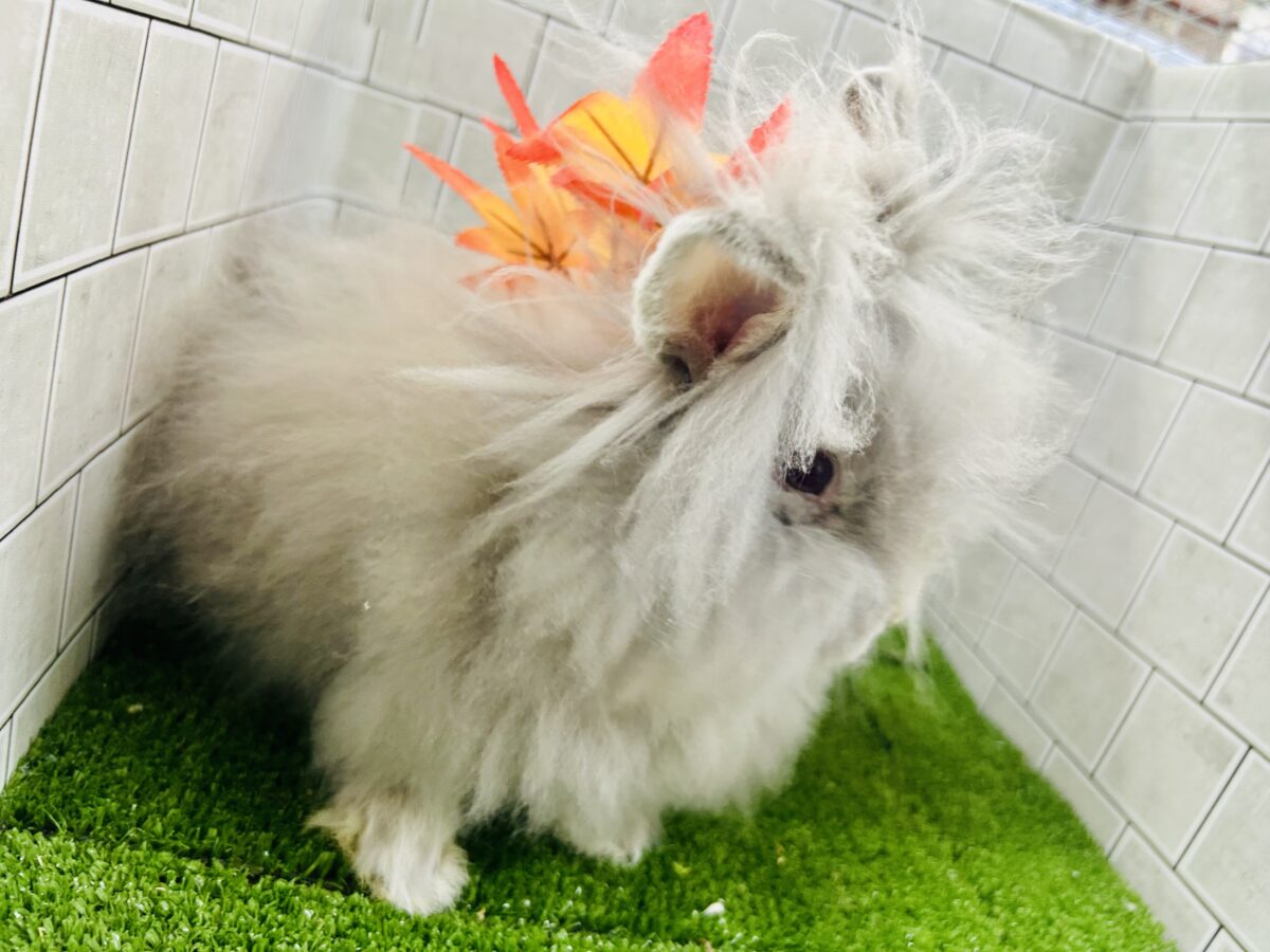 アンゴララビット