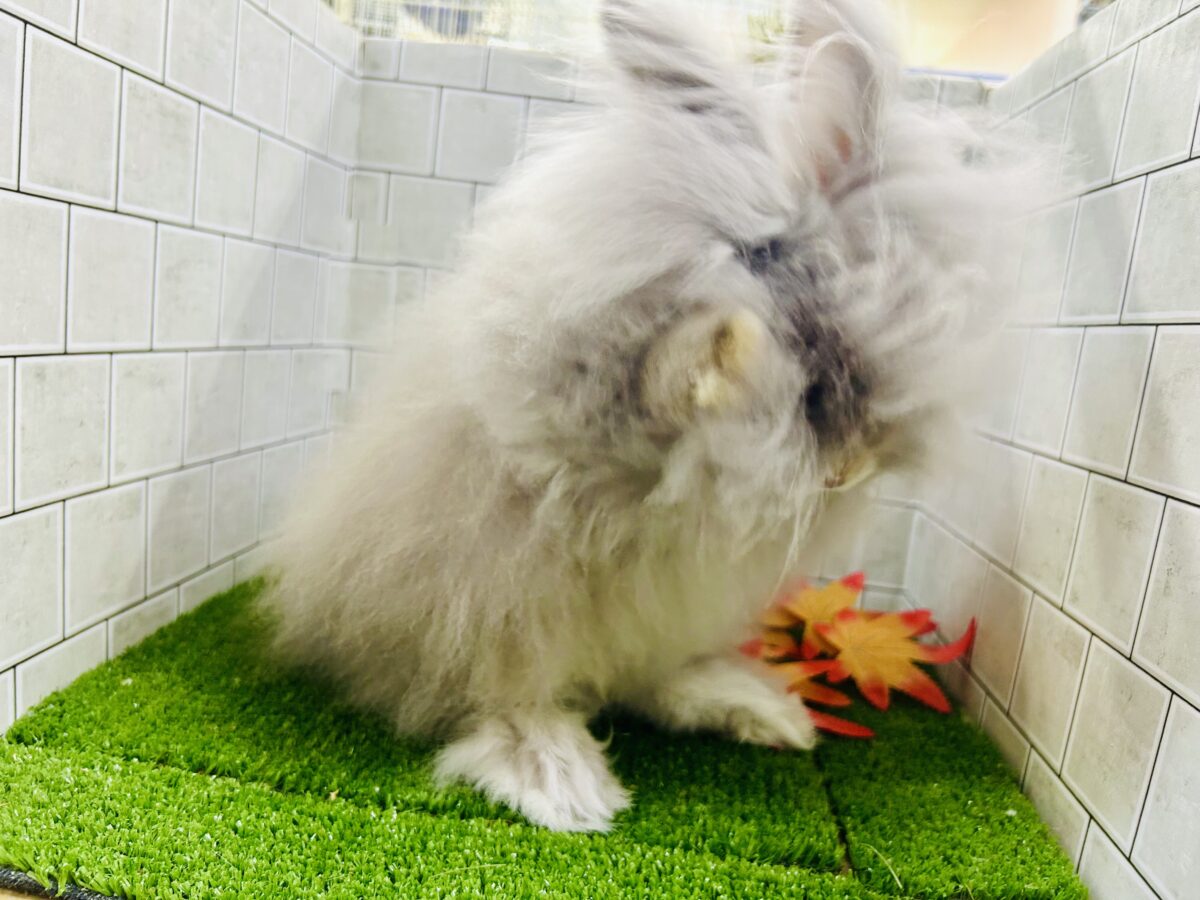 アンゴララビット