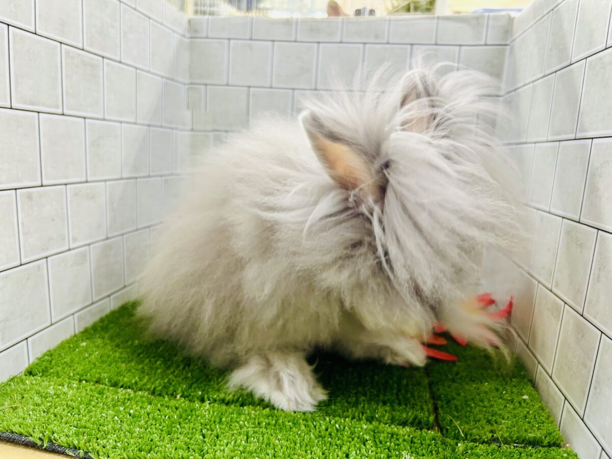 アンゴララビット