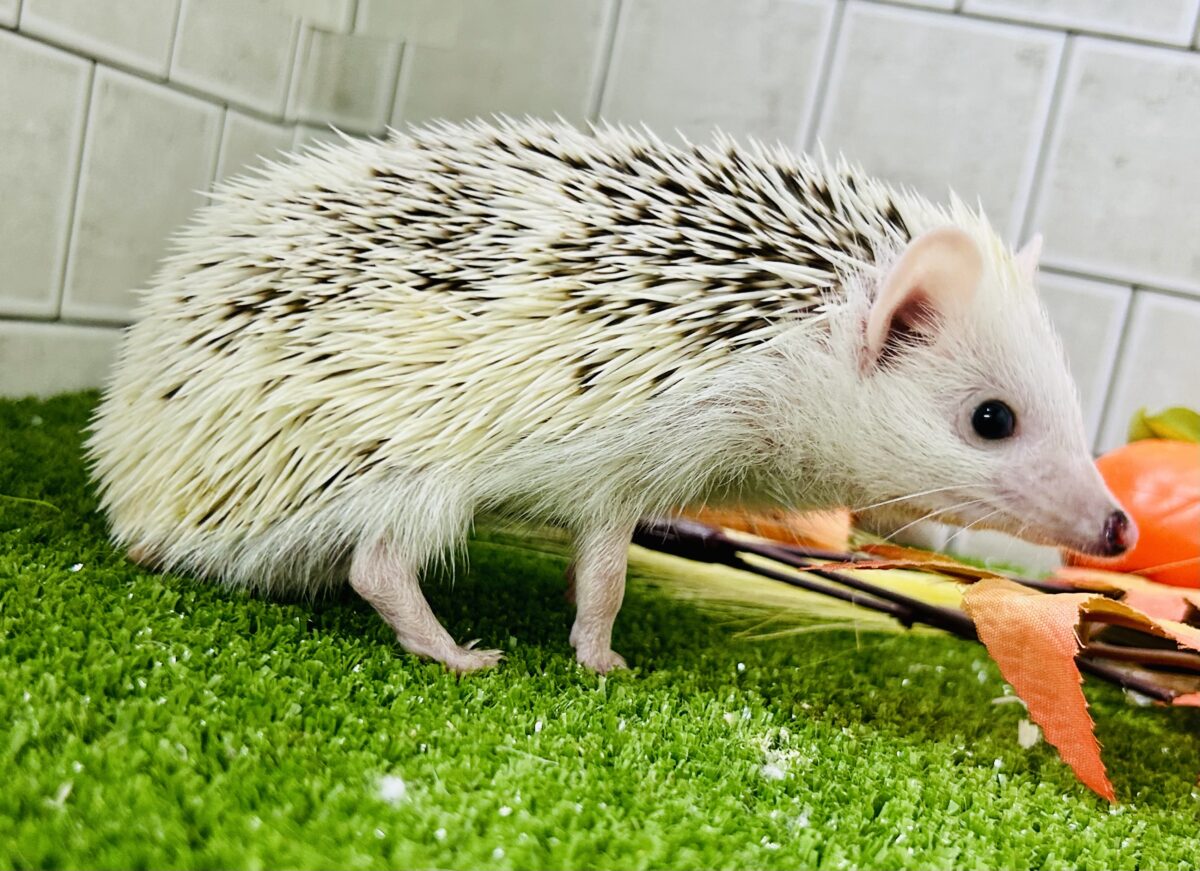 【最新画像更新☆☆】ツンツン栗ボディの甘えん坊さん(≧◇≦) ハリネズミ ハリネズミ(ヨツユビハリネズミ)