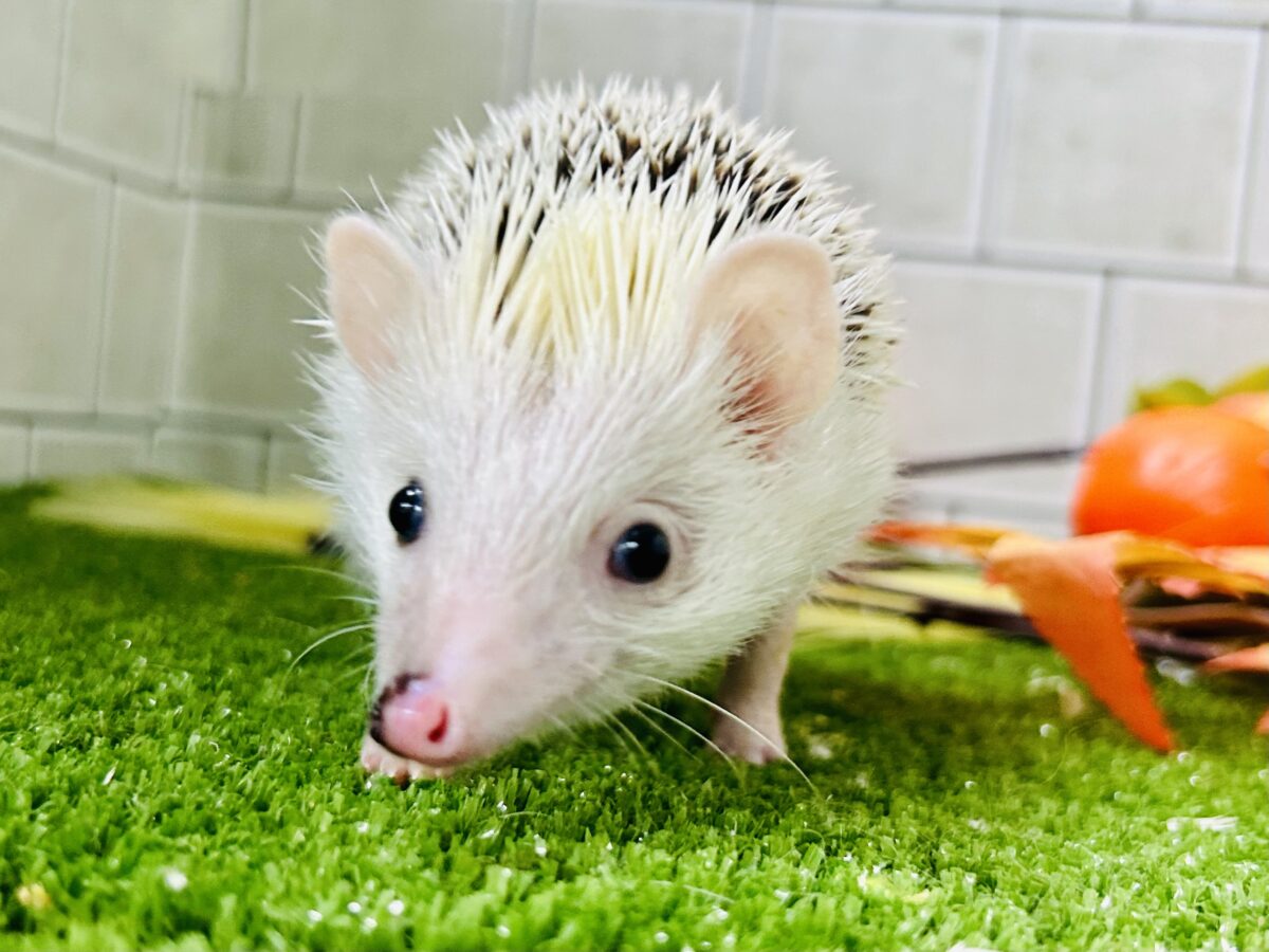 【最新画像更新☆☆】ツンツン栗ボディの甘えん坊さん(≧◇≦) ハリネズミ ハリネズミ(ヨツユビハリネズミ)