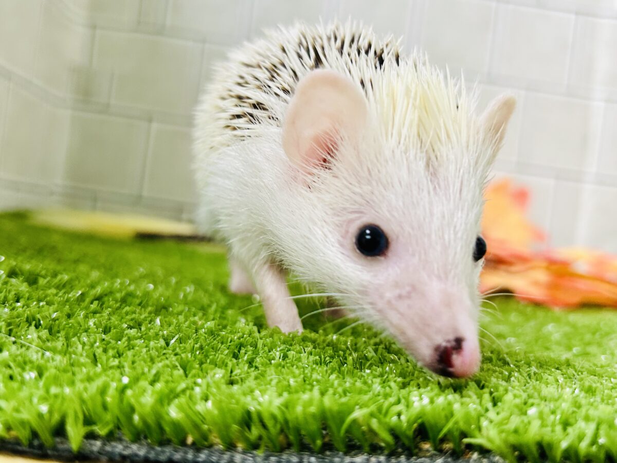 【最新画像更新☆☆】ツンツン栗ボディの甘えん坊さん(≧◇≦) ハリネズミ ハリネズミ(ヨツユビハリネズミ)