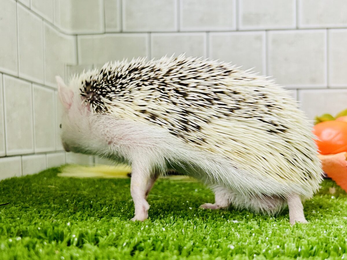 【最新画像更新☆☆】ツンツン栗ボディの甘えん坊さん(≧◇≦) ハリネズミ ハリネズミ(ヨツユビハリネズミ)