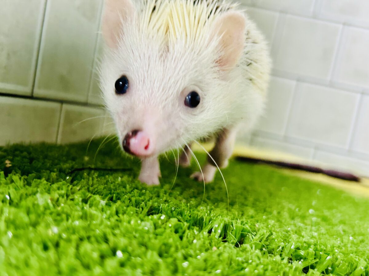 【最新画像更新☆☆】ツンツン栗ボディの甘えん坊さん(≧◇≦) ハリネズミ ハリネズミ(ヨツユビハリネズミ)