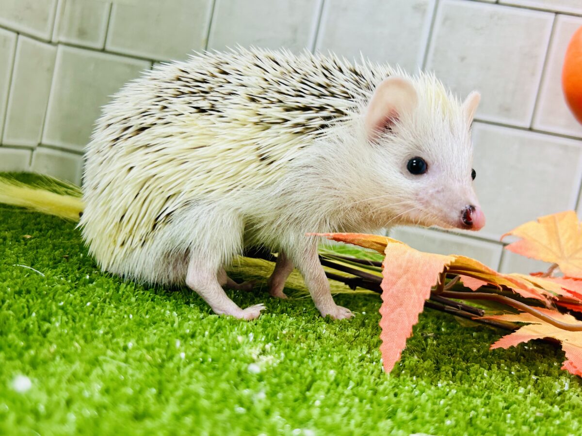 【最新画像更新☆☆】ツンツン栗ボディの甘えん坊さん(≧◇≦) ハリネズミ 【最新画像更新☆☆】ツンツン栗ボディの甘えん坊さん(≧◇≦) ハリネズミ