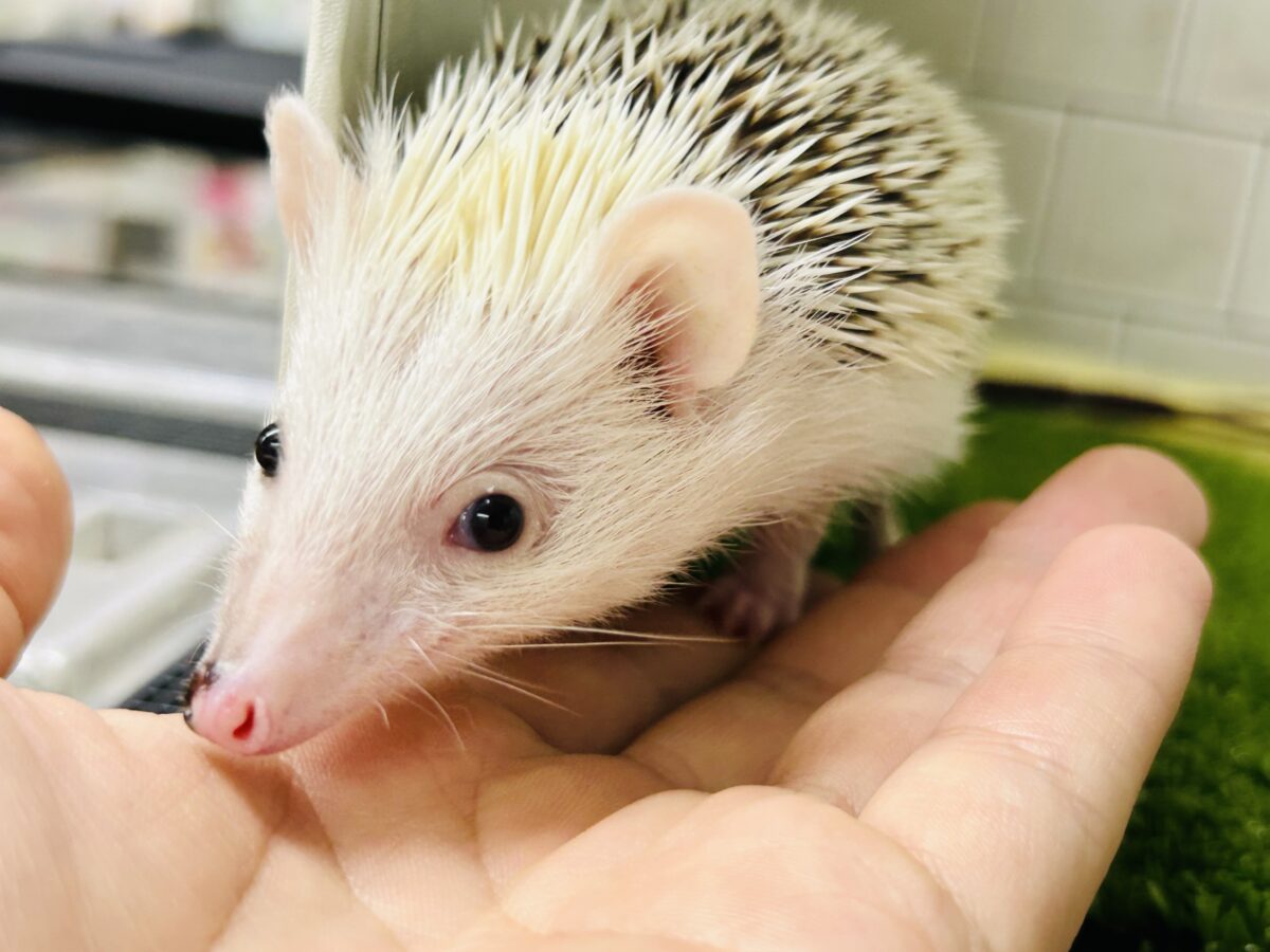 【最新画像更新☆☆】ツンツン栗ボディの甘えん坊さん(≧◇≦) ハリネズミ ハリネズミ(ヨツユビハリネズミ)