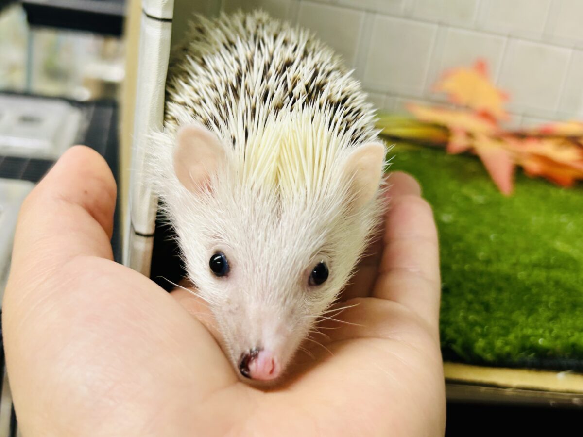 【最新画像更新☆☆】ツンツン栗ボディの甘えん坊さん(≧◇≦) ハリネズミ ハリネズミ(ヨツユビハリネズミ)