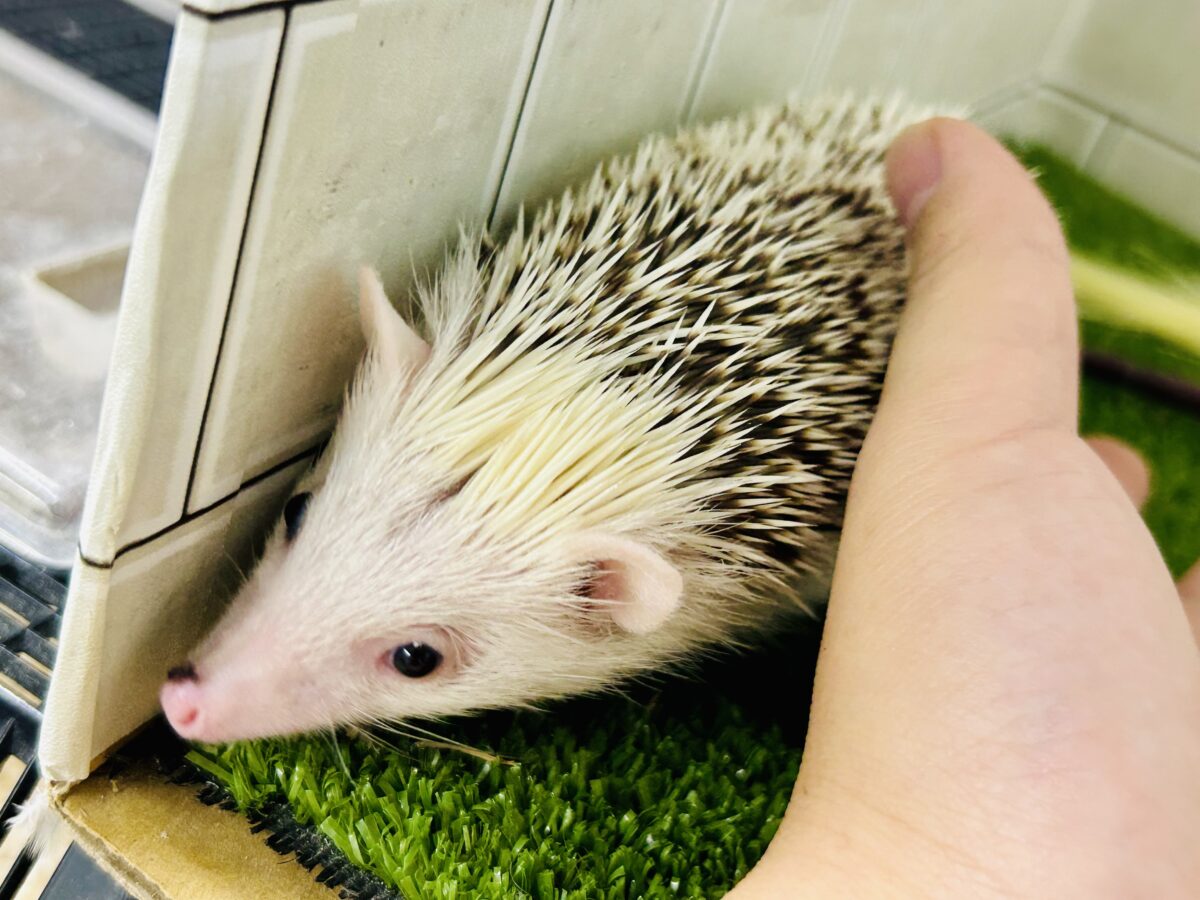 【最新画像更新☆☆】ツンツン栗ボディの甘えん坊さん(≧◇≦) ハリネズミ ハリネズミ(ヨツユビハリネズミ)