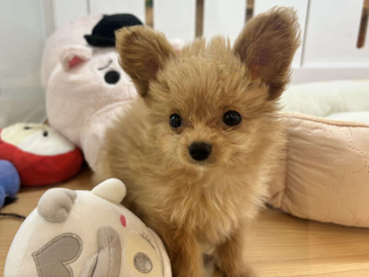 チワプー