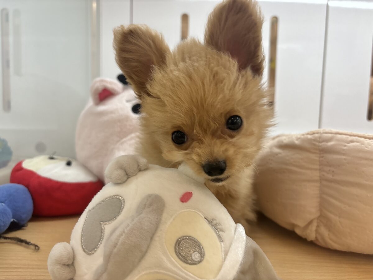 チワプー