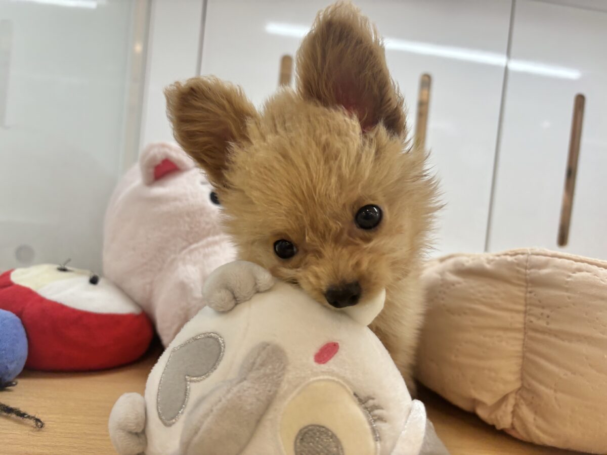 超ホヤホヤ最新画像✨胸にダイブしていいですか♡♡?チワプーちゃん! チワプー
