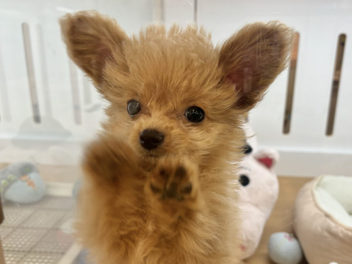 チワプー