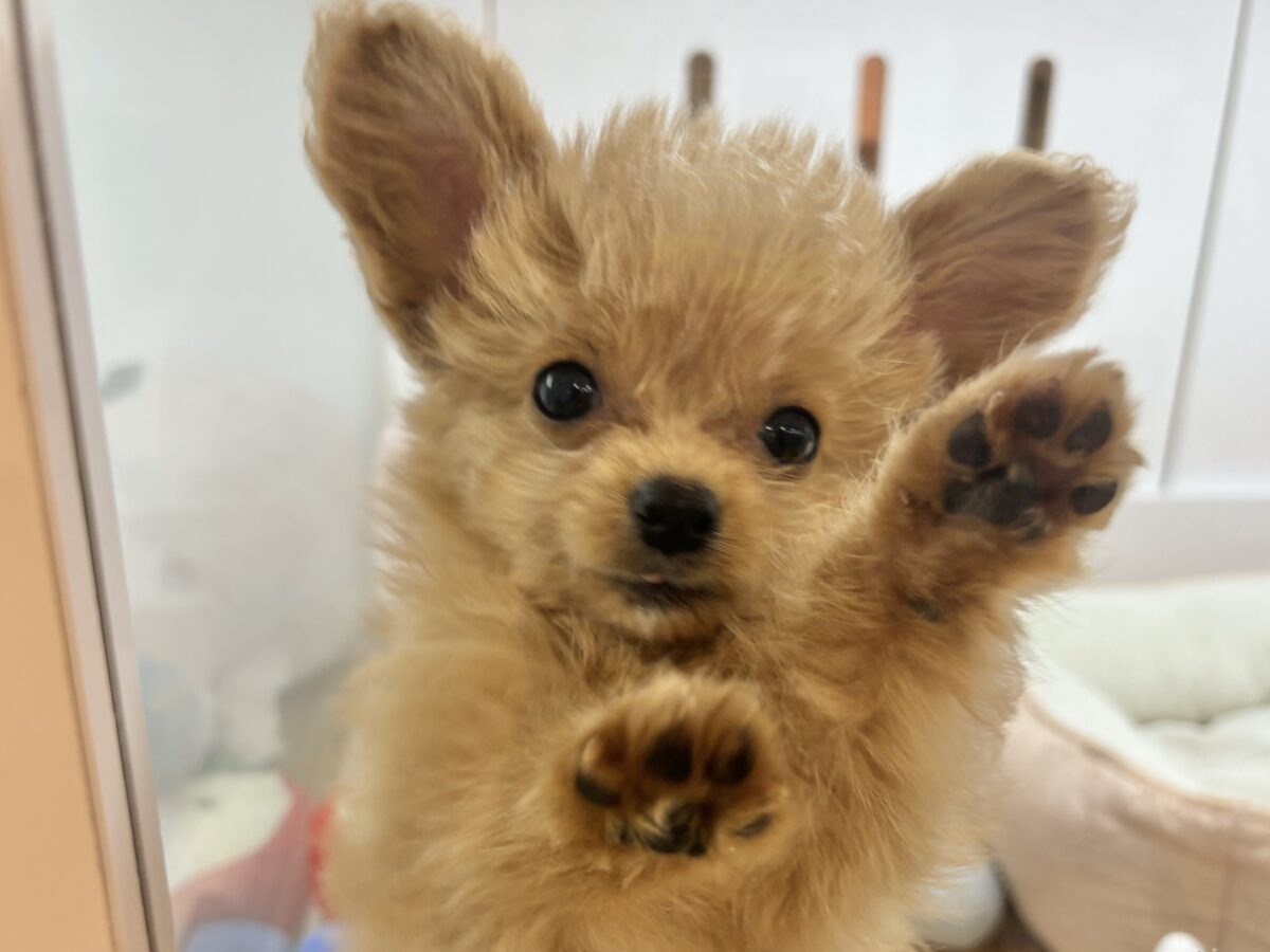 チワプー
