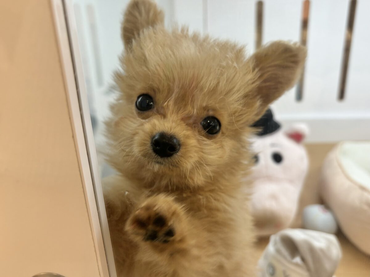 チワプー