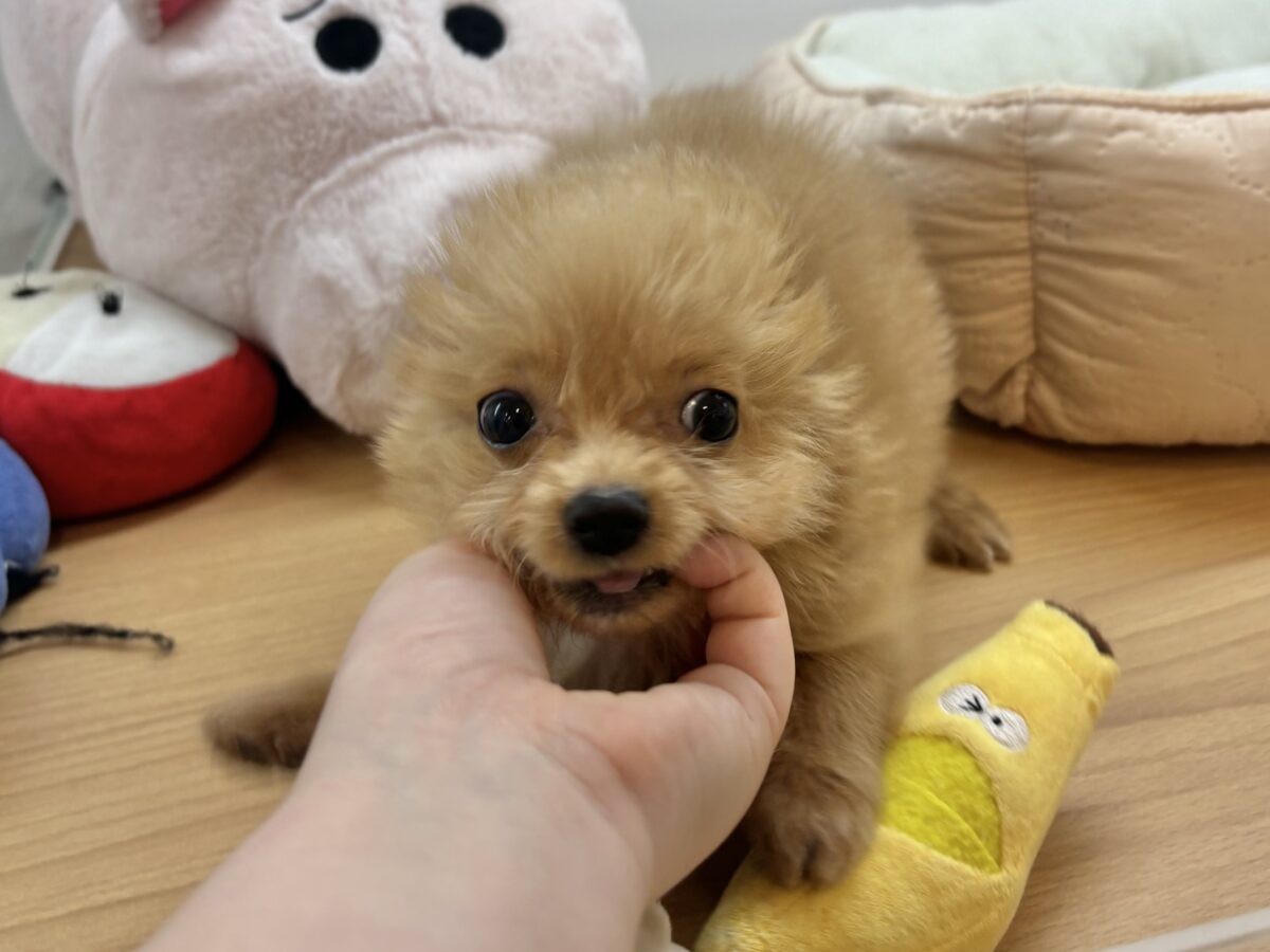 チワプー