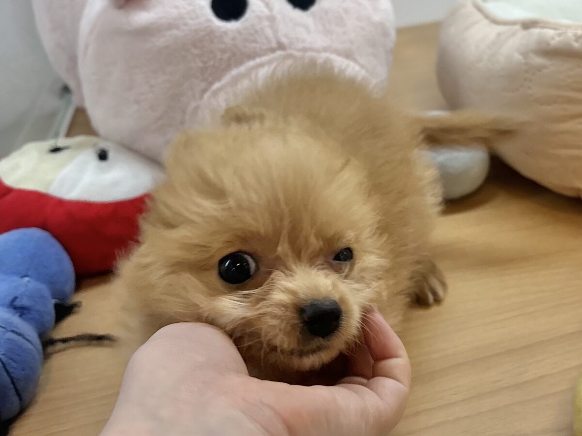 チワプー