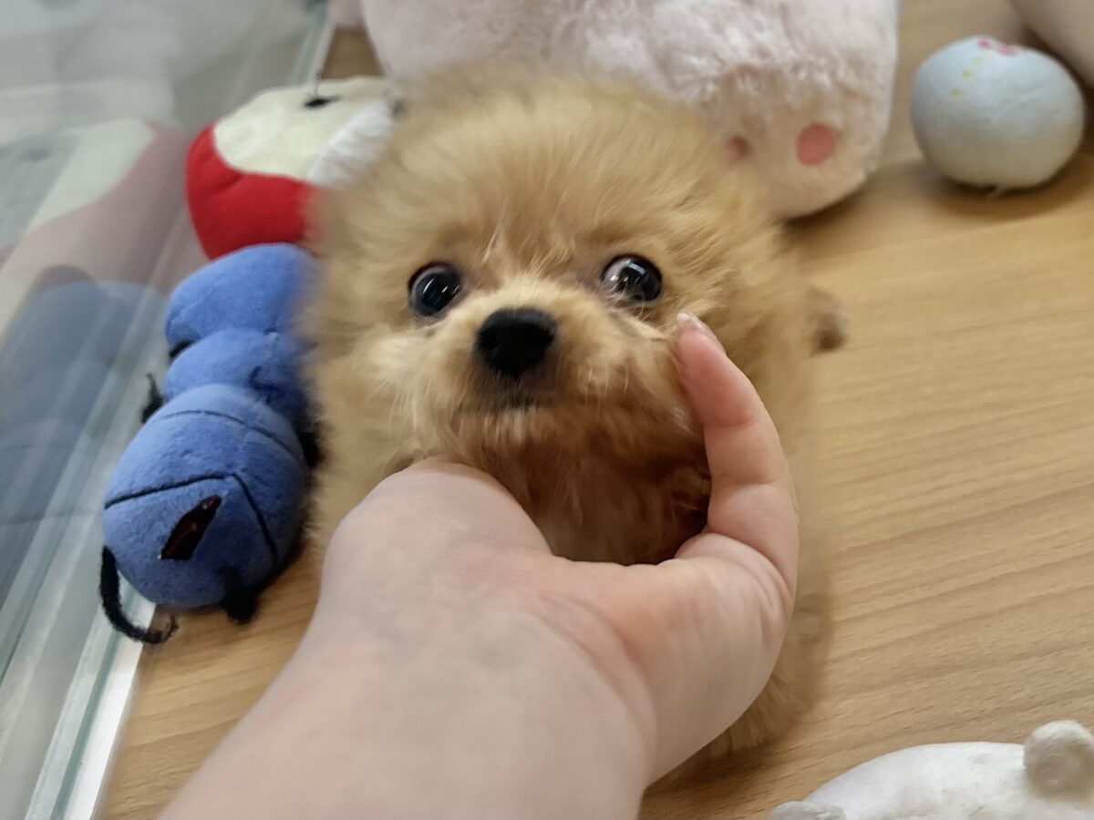 超ホヤホヤ最新画像✨胸にダイブしていいですか♡♡?チワプーちゃん! チワプー
