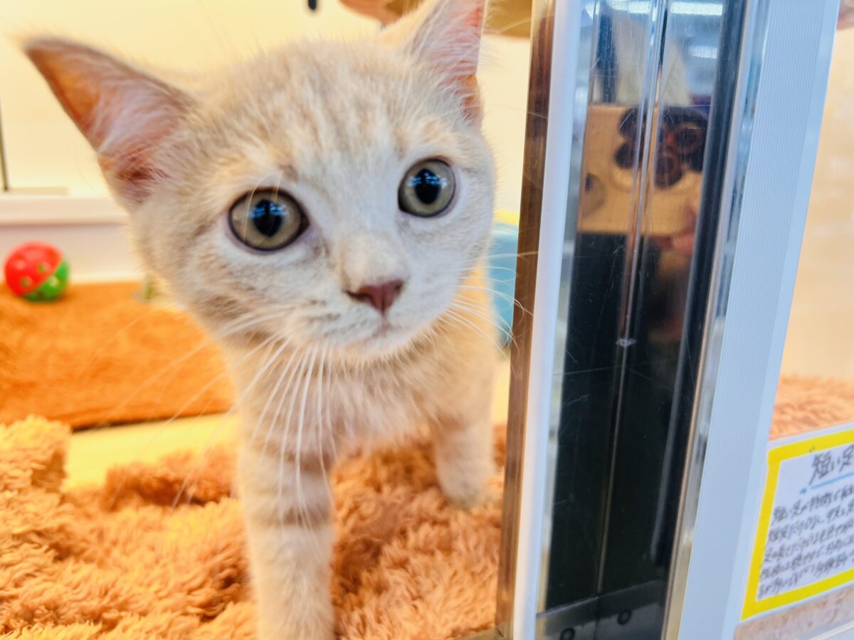 よく見るとシマシマ模様🌀お顔まん丸ちゃん🐱マンチカンの女の子入荷しました❤️