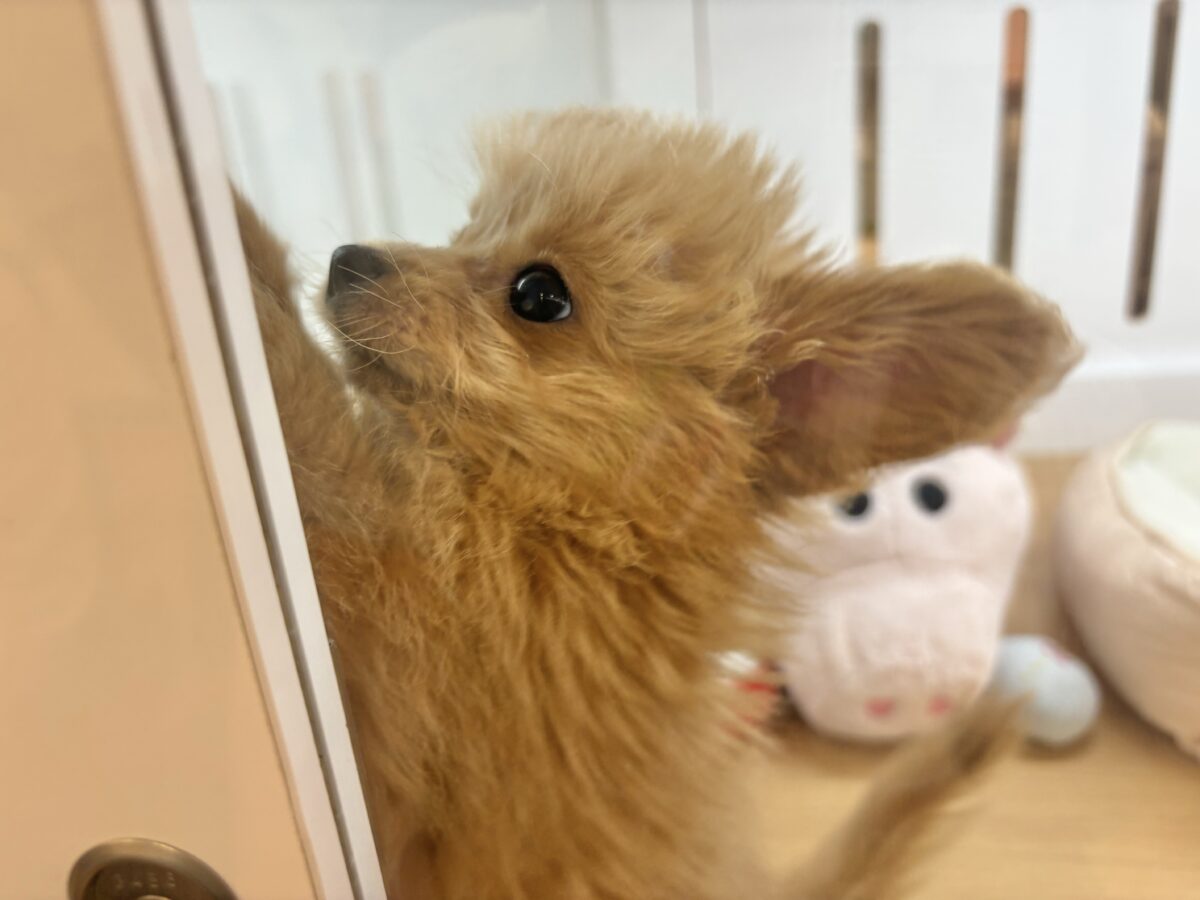 チワプー