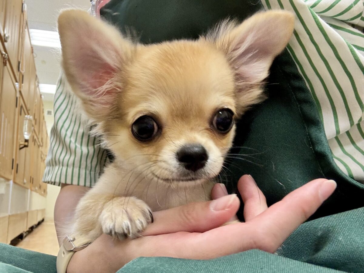 チワワ