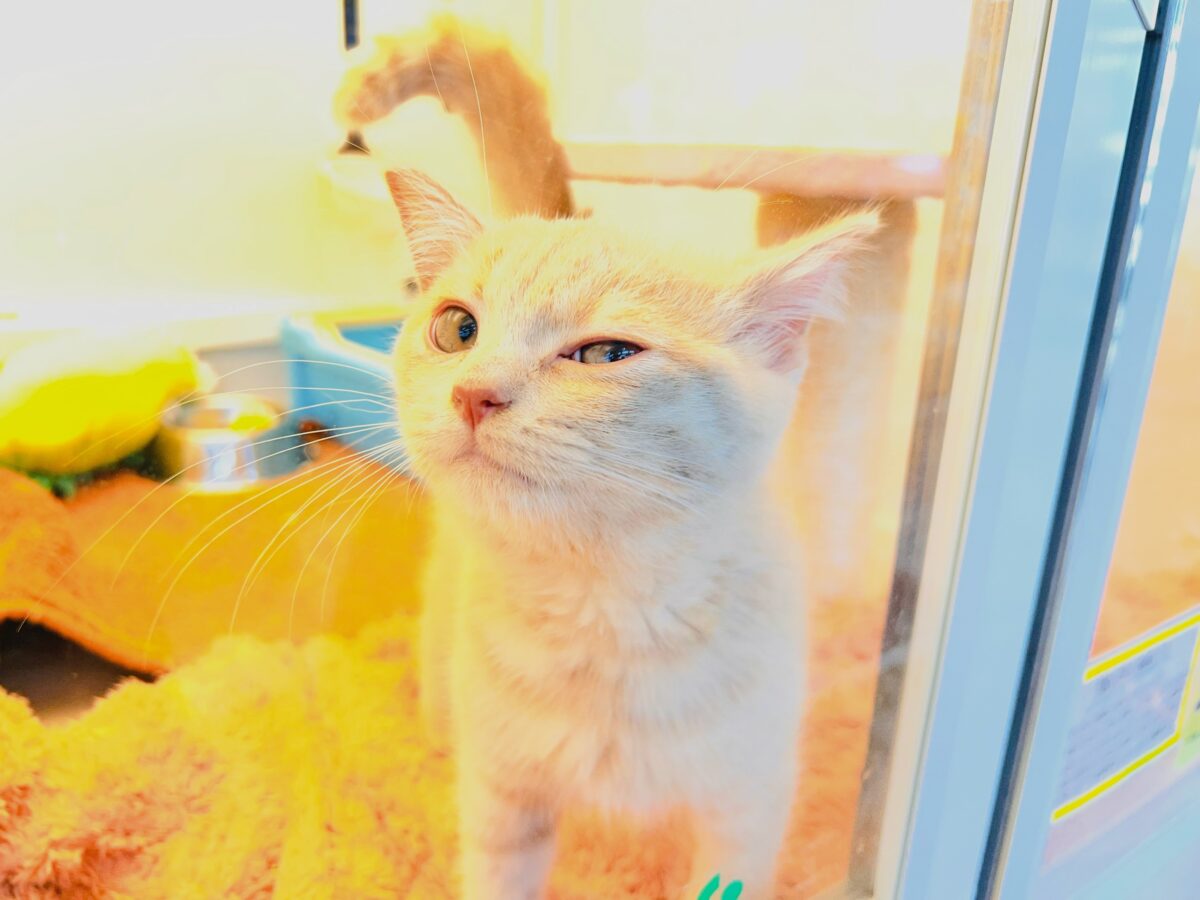 マンチカン