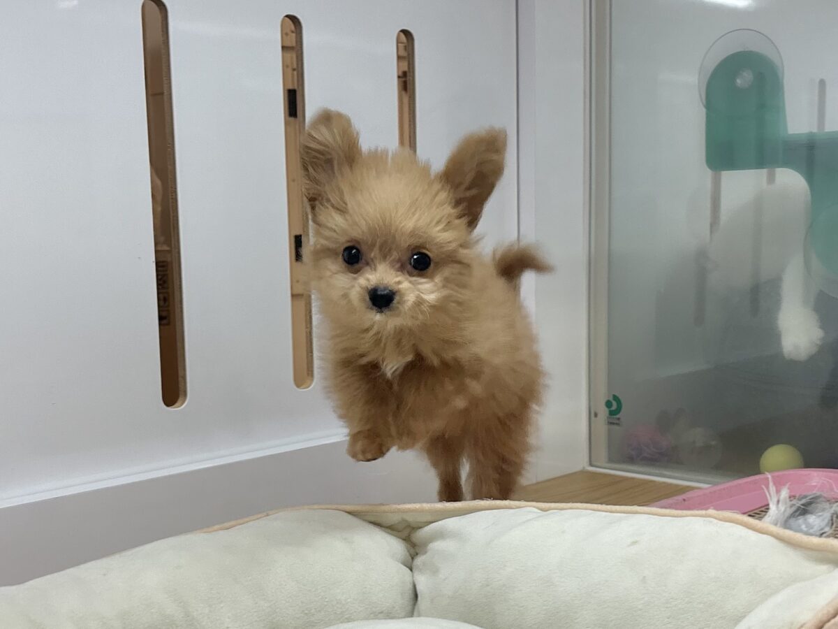 チワプー