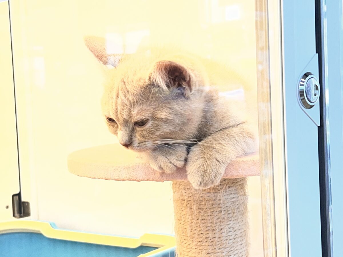 マンチカン