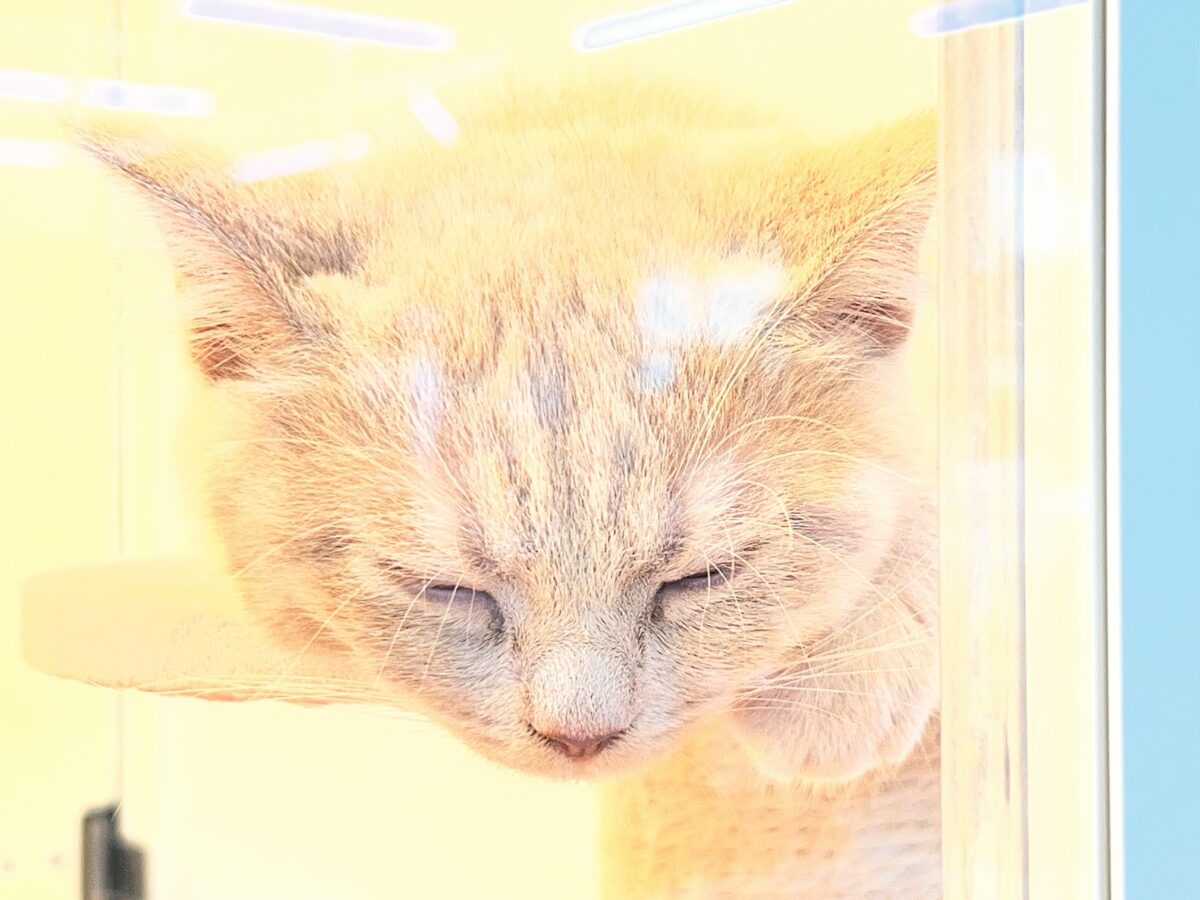 マンチカン