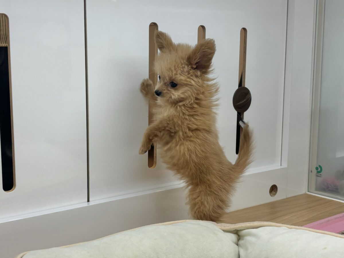チワプー