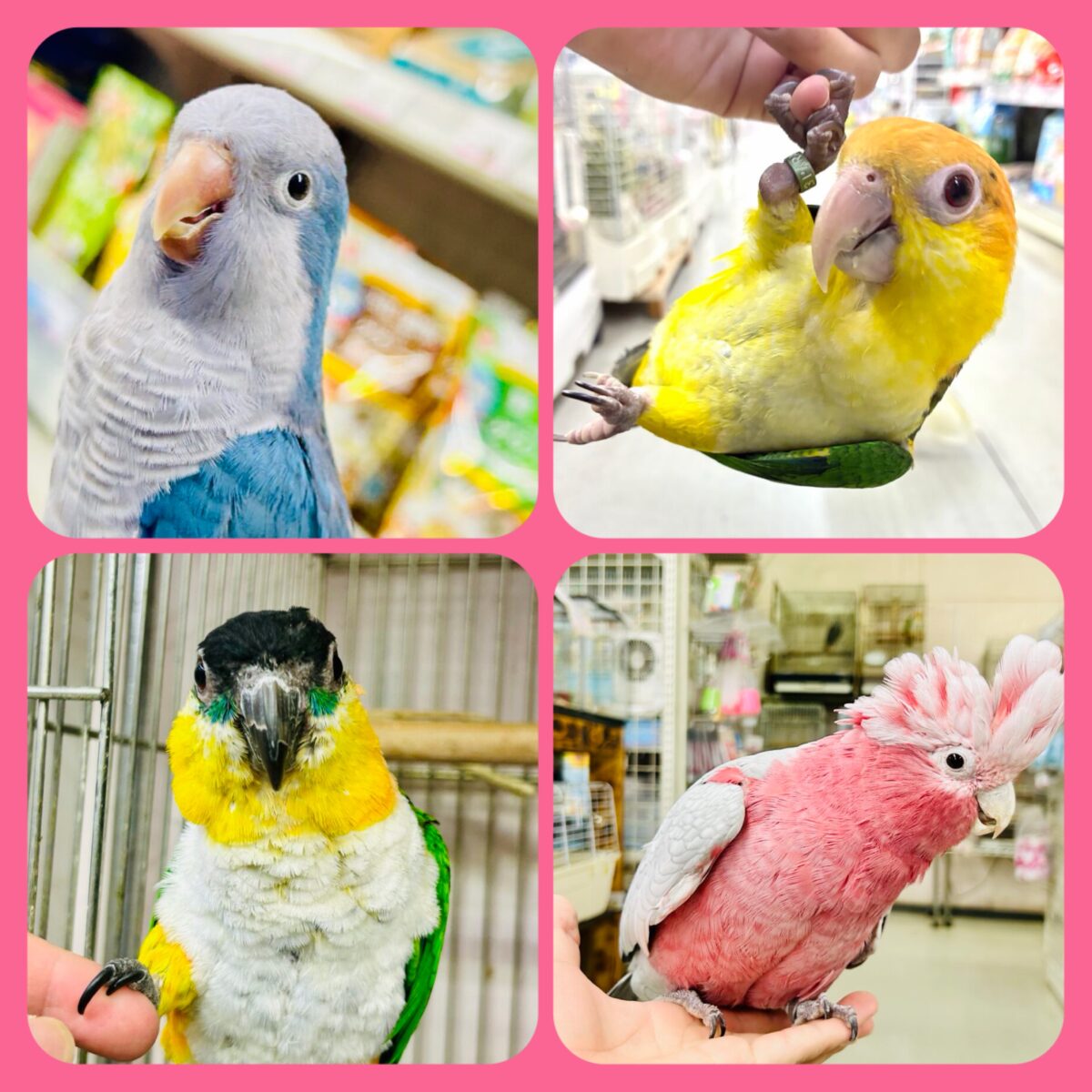 シルバーウィークフェア~鳥Ｖｅｒ．~