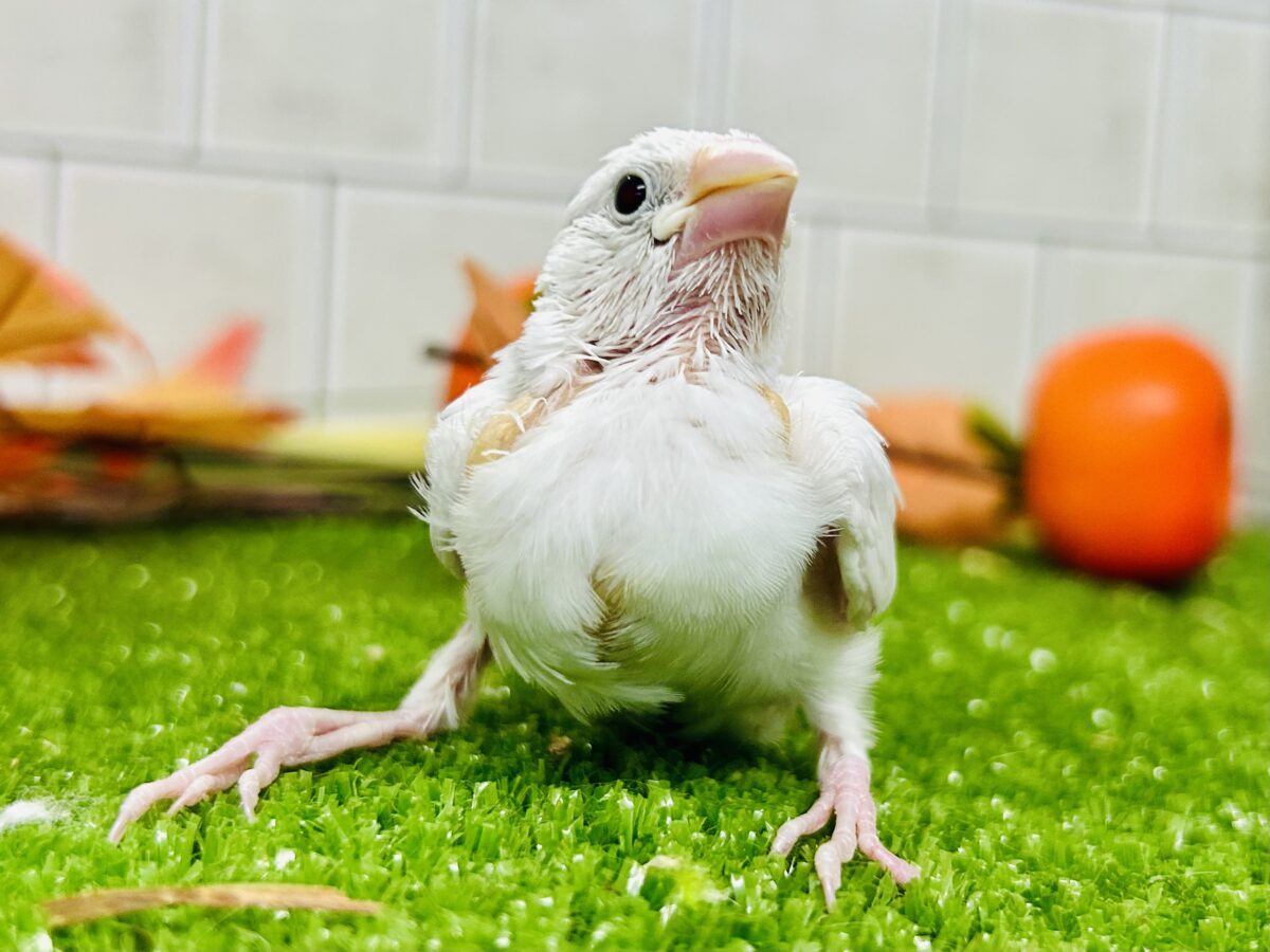 最新画像更新】つるっとそうめんボディ(*´ω｀) 白文鳥