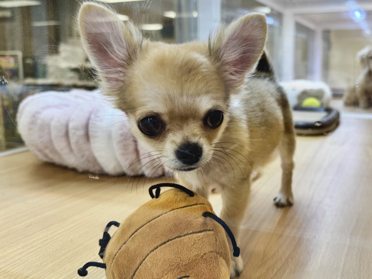 チワワ