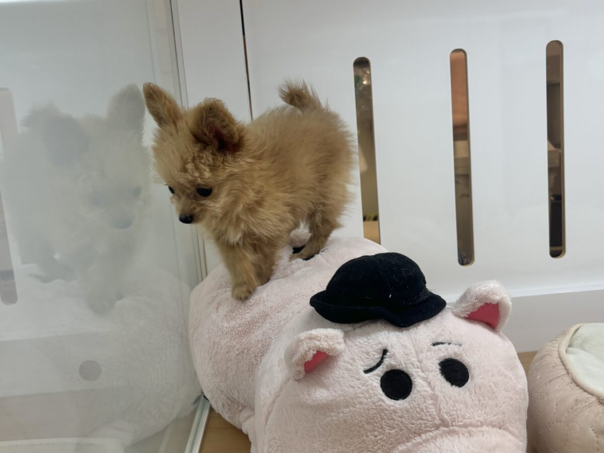 チワプー