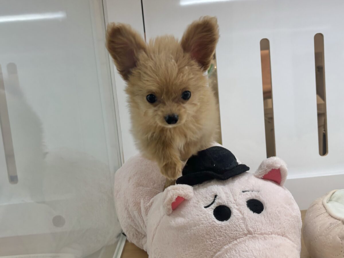 超ホヤホヤ最新画像✨胸にダイブしていいですか♡♡?チワプーちゃん! チワプー