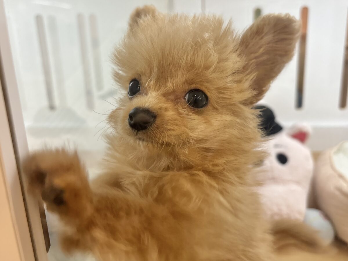 チワプー