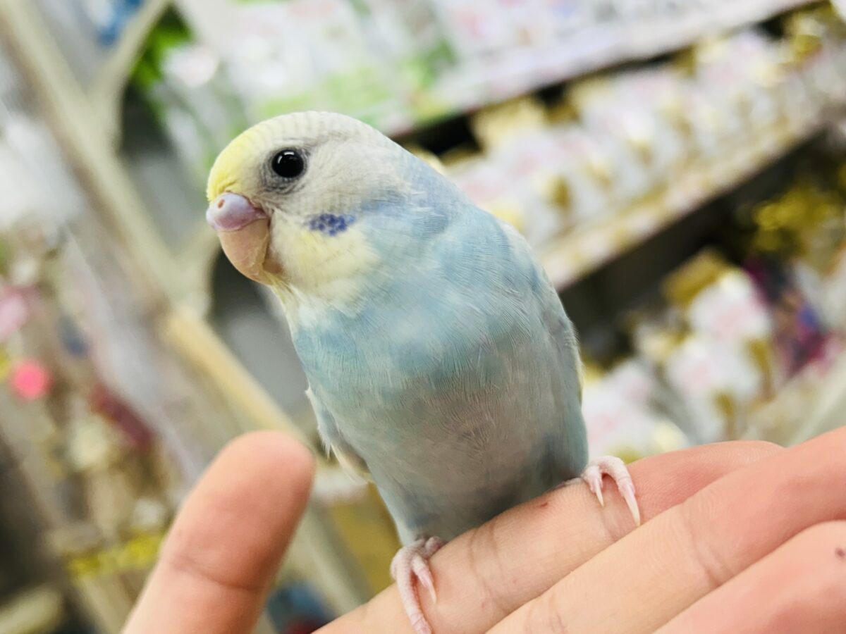 【最新画像更新☆☆】「ド派手にカラフルに」がモットーです！　セキセイインコ