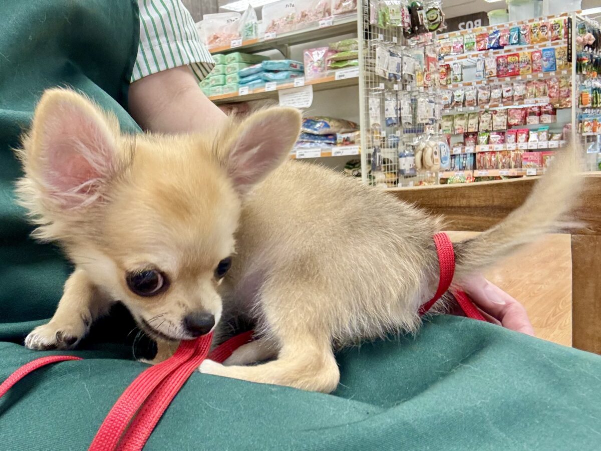 チワワ